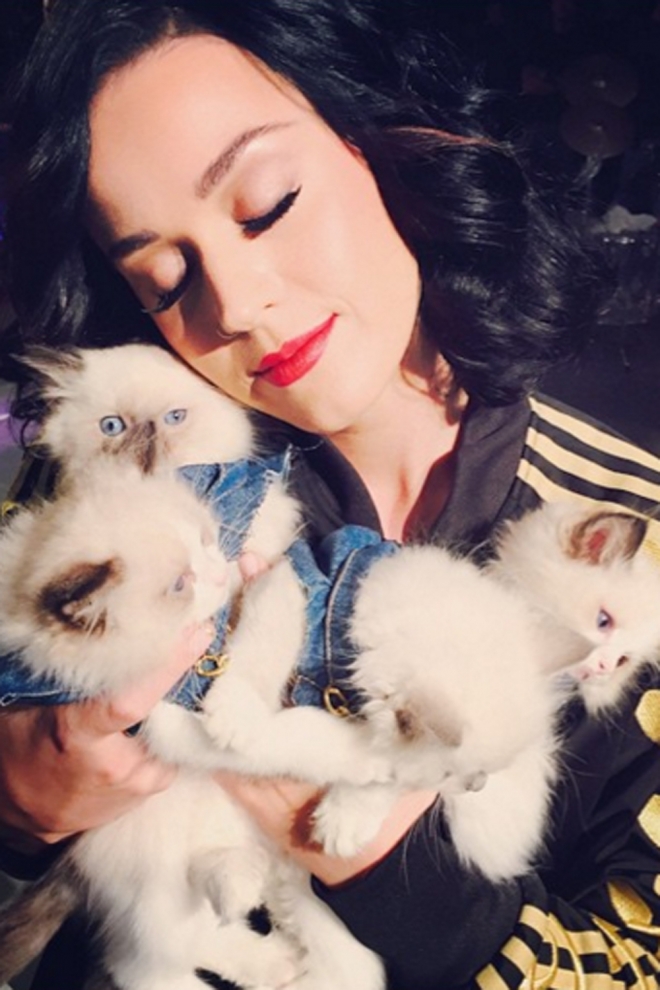 Katy Perry, muy dulce con sus gatitos