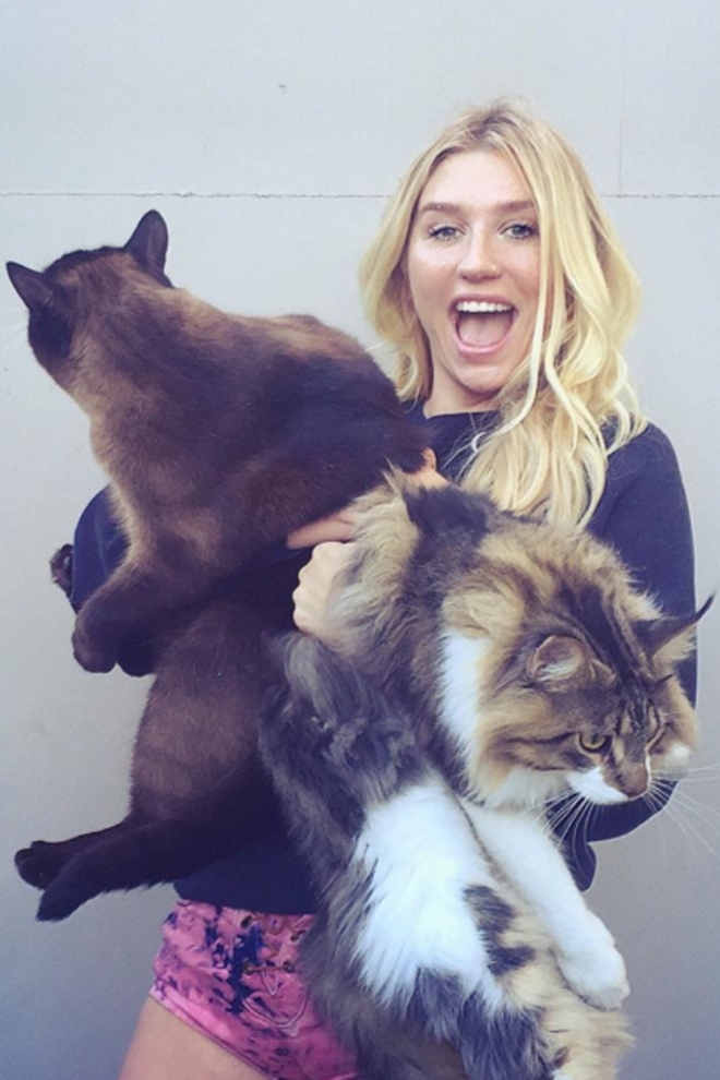 Kesha, ¡arriba los gatos!