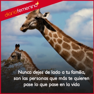Frases para la familia: porque ellos estarán siempre ahí