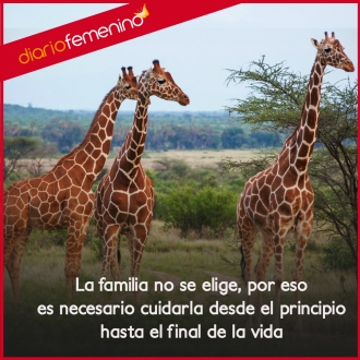 Frases para la familia: nunca dejes de cuidarla