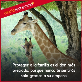 Frases para la familia: el amparo y la protección más especiales