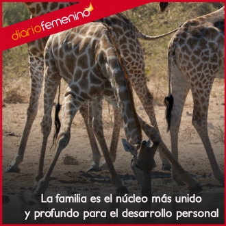 Frases de amor: el desarrollo más personal con la familia