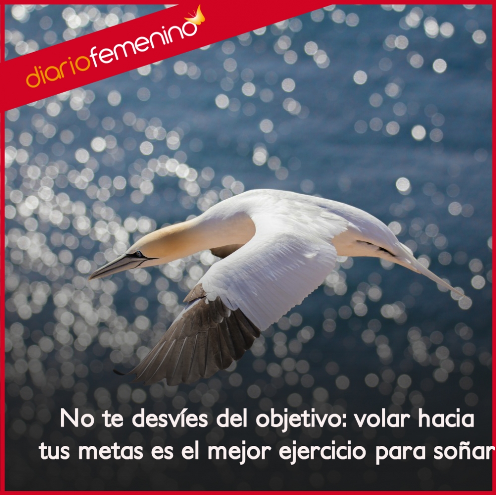Frases para conseguir tus metas no te desvíes del objetivo