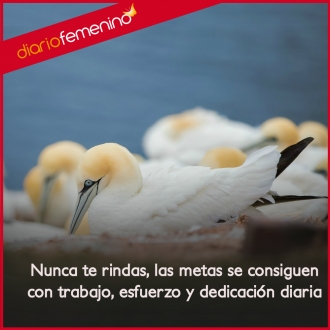 Frases para conseguir tus metas: el secreto está en el trabajo y la dedicación diaria