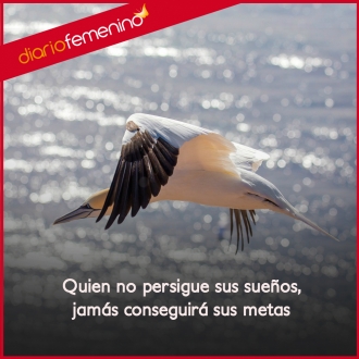 Frases motivadoras: quien no persigue sus sueños jamás conseguirá sus metas
