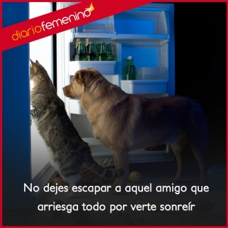 Frases de amistad: Amigos son aquellos que arriesgan