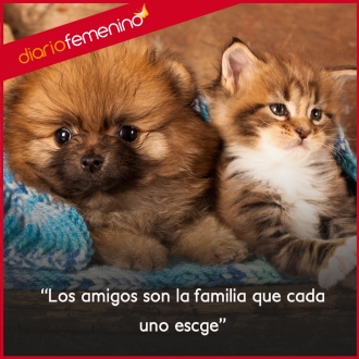 Frases de amistad: como una familia...