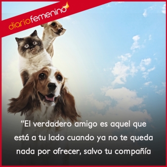 Frases de amistad: un verdadero amigo es...