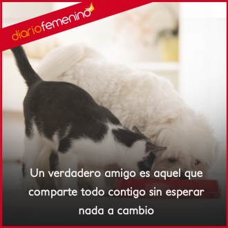 Frases de amistad: la amistad es compartir...