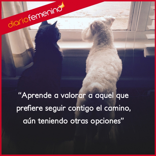 Frases de amistad: siempre te escogen...