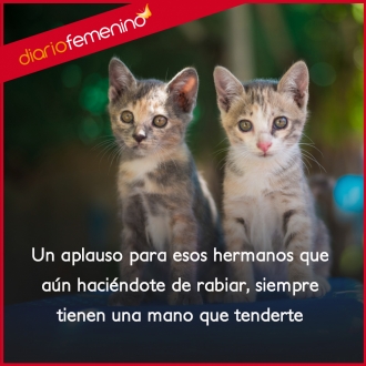Frases para la familia: amor de hermanos