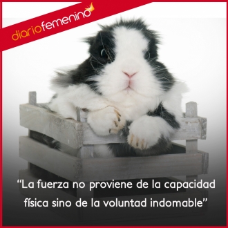 Frases de superación: todo es voluntad
