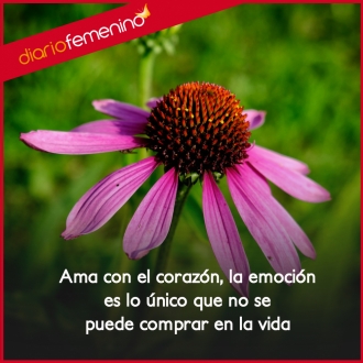 Frases de amor y emoción: los sentimientos más lindos de la vida