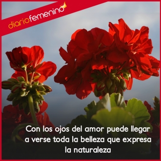 Las frases de amor son la belleza de la magia del romance