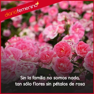 Frases de amor para familiares: sin la familia no somos nada