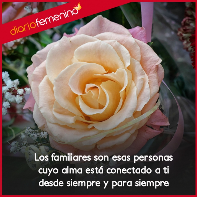 Frases de amor para familiares: la conexión más pura del alma