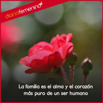Frase de amor para la familia: son el corazón y el alma del ser humano