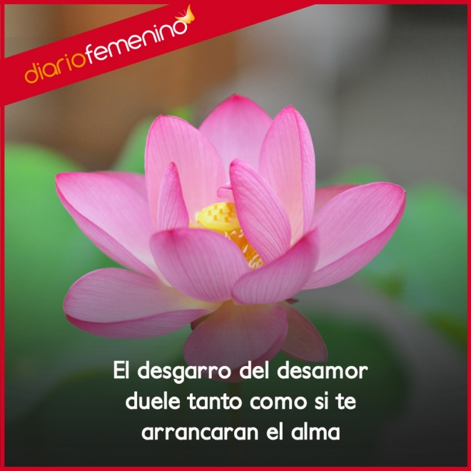 Frases de desamor: el alma se ve arrancado cuando no hay amor