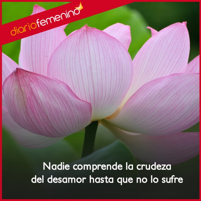 Frase de desamor: es incomprensible si no se siente