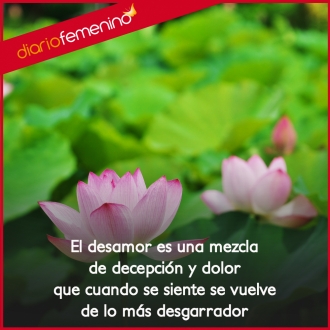 Frases de desamor: esa mezcla de decepción y dolor