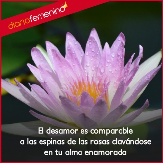 Frases de desamor: las espinas de las rosas de tu alma enamorada