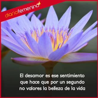 Frase sobre desamor: quita la belleza de la vida