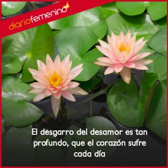 Frases sobre desamor: el desgarro del corazón
