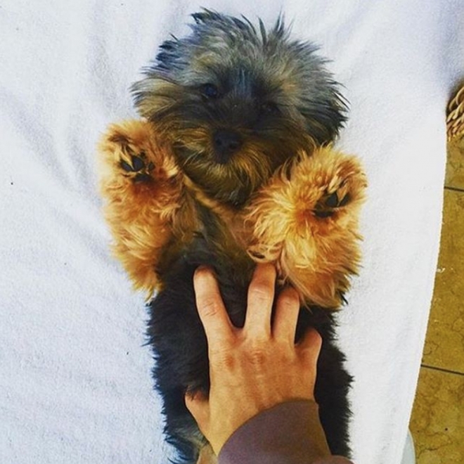 Esther, la perrita más mona de Instagram