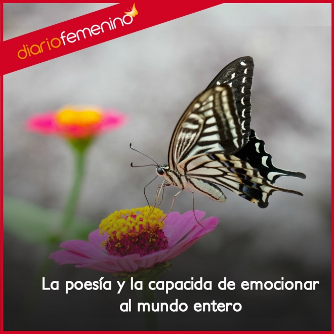 La emoción y la poesía son todo uno en frases de amor