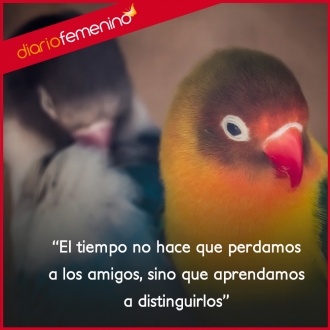 Frases sobre la verdadera amistad: se cuentan con los dedos de una mano...