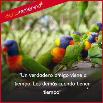 Frases sobre la verdadera amistad: siempre estará ahí para ti