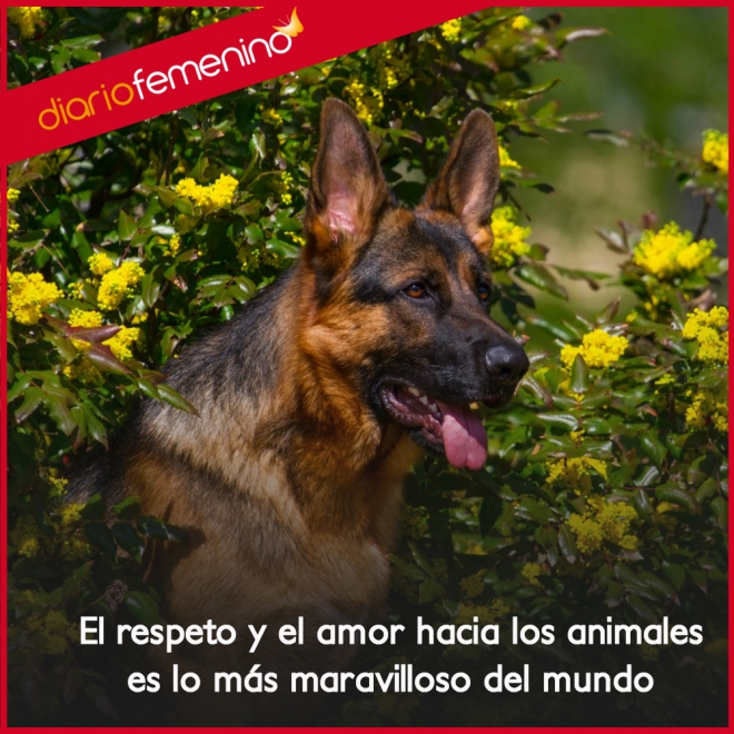 Las Mejores Frases De Amor Para Amantes De Los Animales