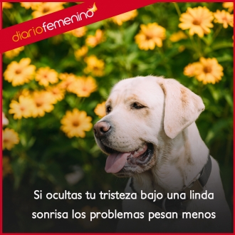 Frases para sonreír: silencia a los problemas