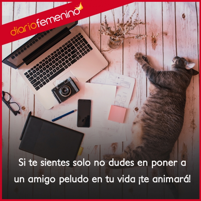 Frases para amar a los gatos: te animan