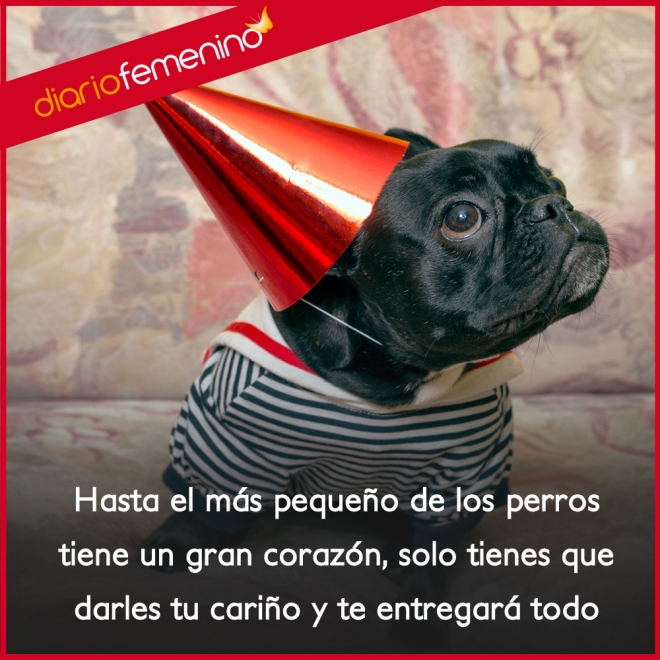 Frases para amar a los perros: dale tu cariño