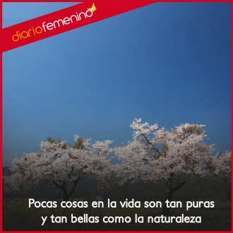 Frases sobre la naturaleza: es necesario respetarla