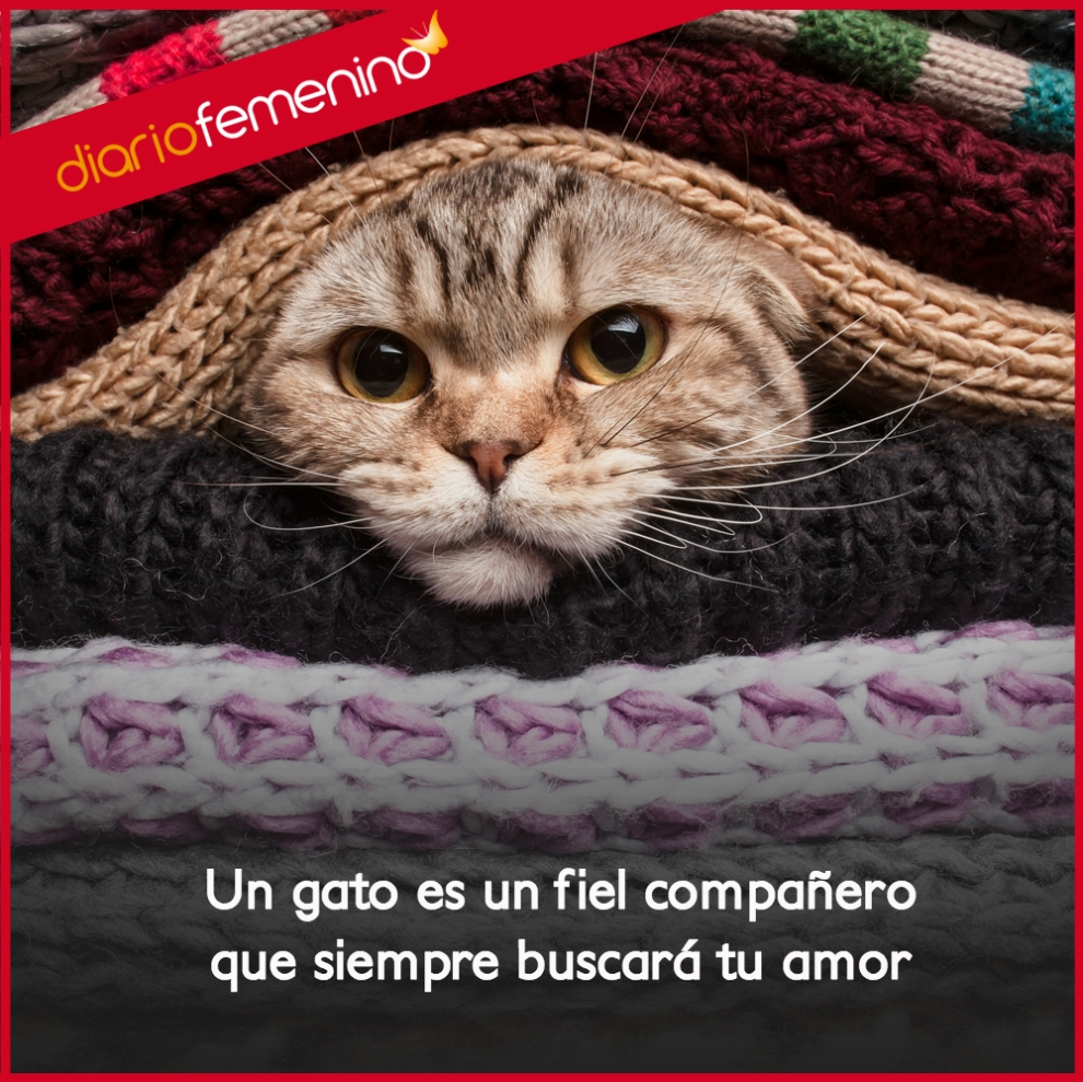 Frases de amor para tus gatos tus grandes pa±eros de la vida