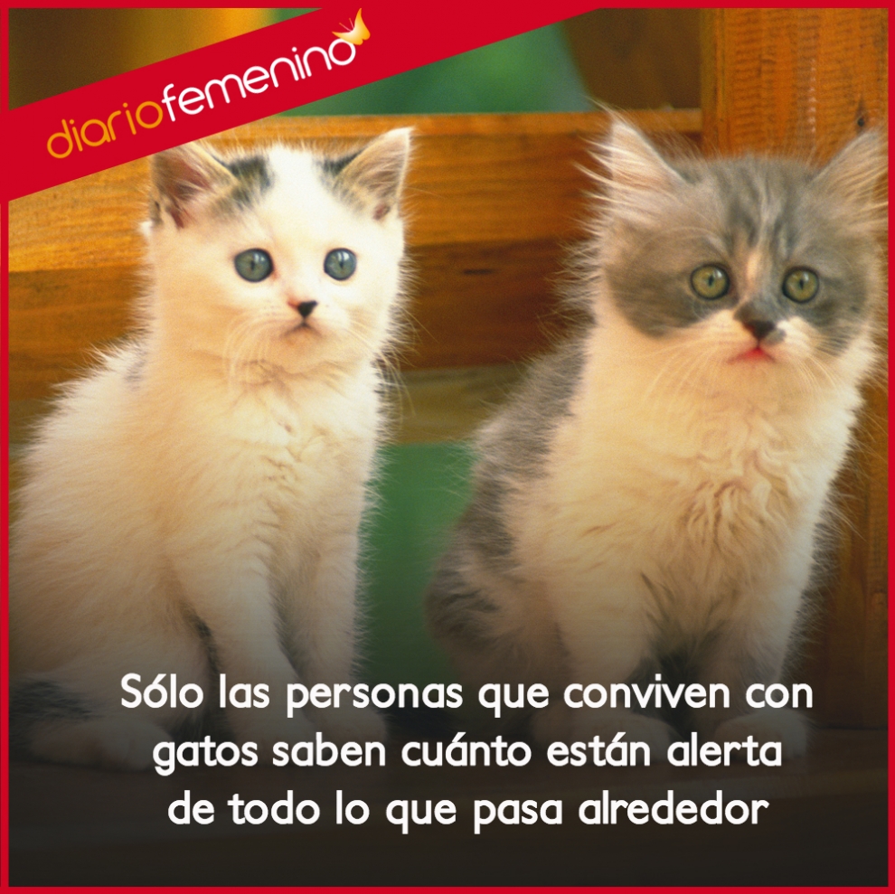 Frases de amor para gatos tus fieles pa±eros gatunos