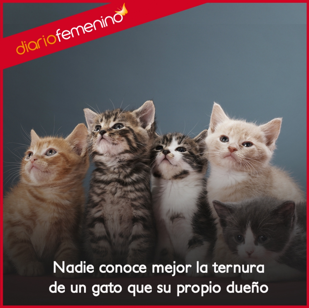 Frases sobre gatos la ternura de tus amigos felinos