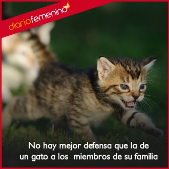 Frases sobre gatos: la mayor protección