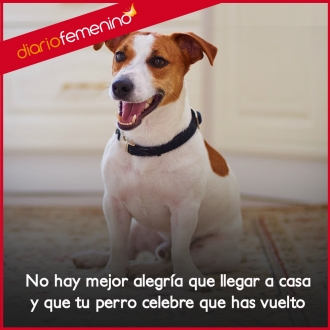 Frases de amor para perros: tus grandes aliados