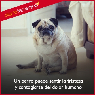 Frases de amor para perros: el dolor y la tristeza contagiados
