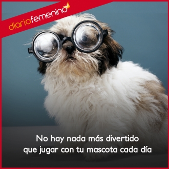 Frases de amor para perros: la diversión sin igual