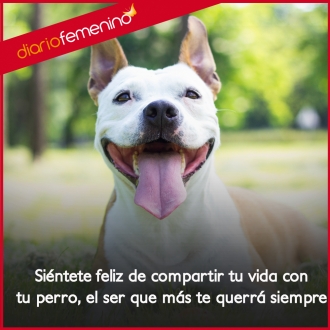 Frases de amor sobre perros: comparte la vida con tu ser más querido
