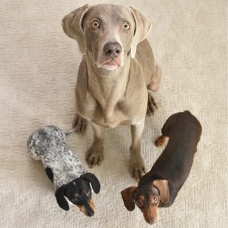 Harlow&Friends