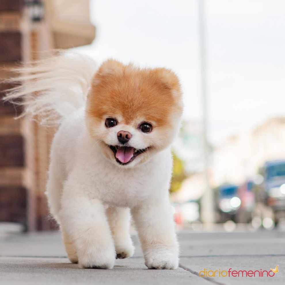 Boo, el perro más bonito del