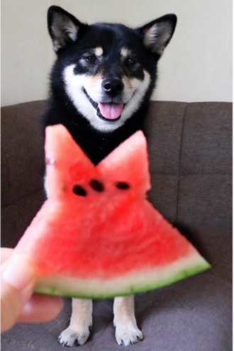 #Watermelondress y tu mascota