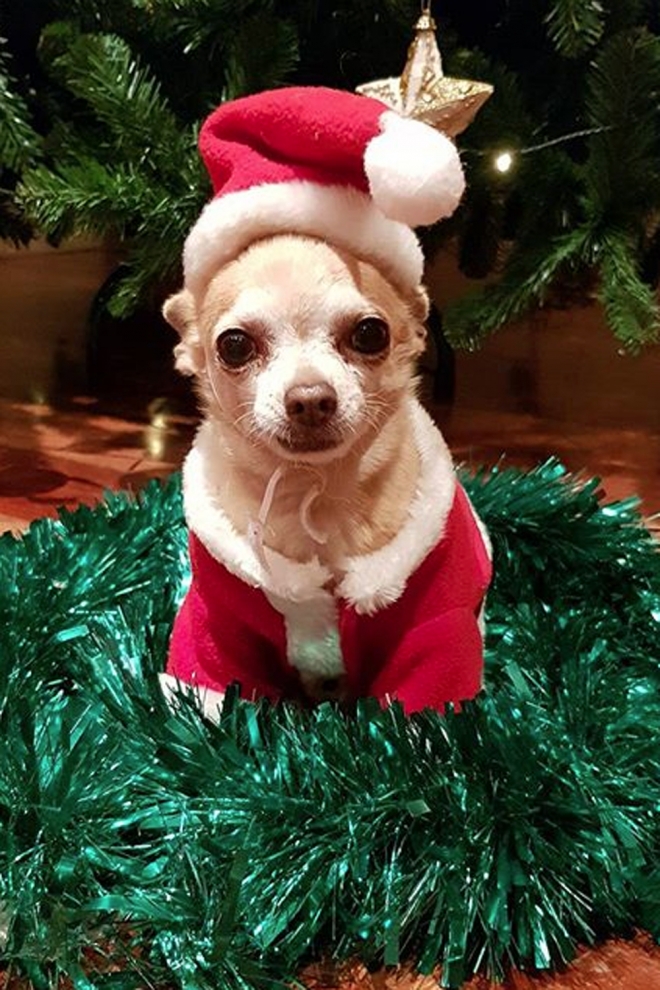 Mowgly, el perrito de Paula Echevarría, celebra la Navidad