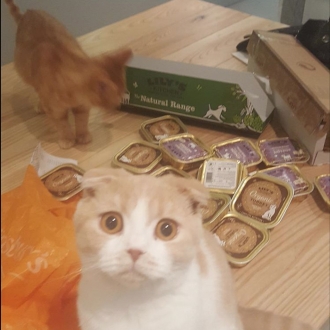 Gatos de famosos: Calippo y Dorito, los gatos de Ed Sheeran