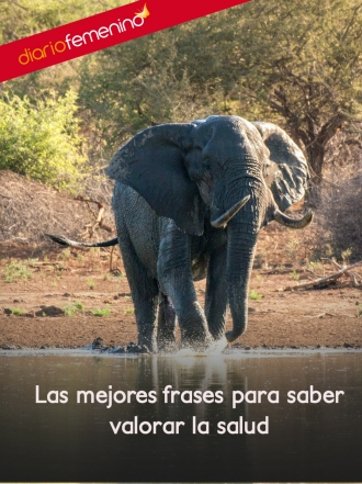 Las mejores frases para saber valorar la salud